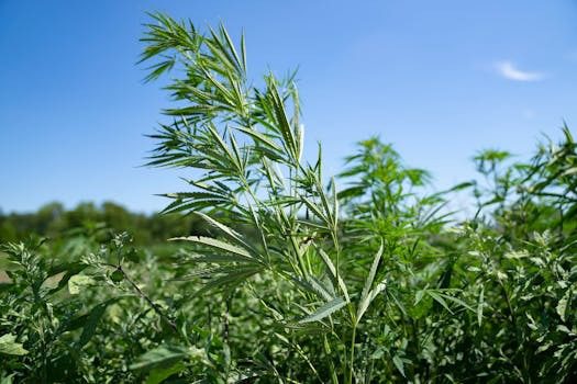 Hemp seed in chicken feed? A potentially huge market for Minnesota growers may be opening