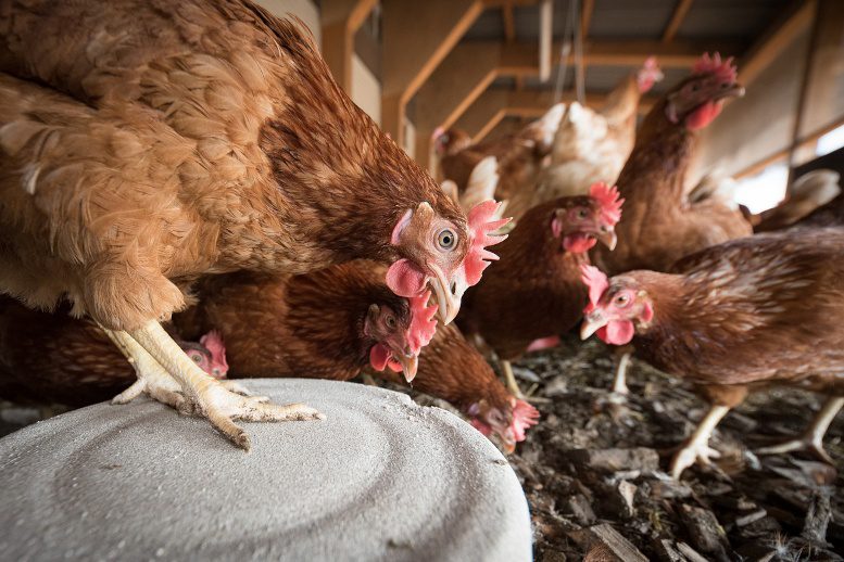 FDA agency gives go-ahead on definition of ‘hemp seed meal’ for laying hens