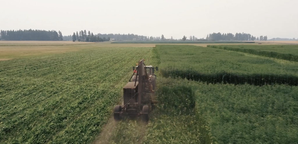 Bish Enterprises Fibercut machine operating in the field, designed for precise cutting of processed hemp fiber to enhance industrial efficiency.