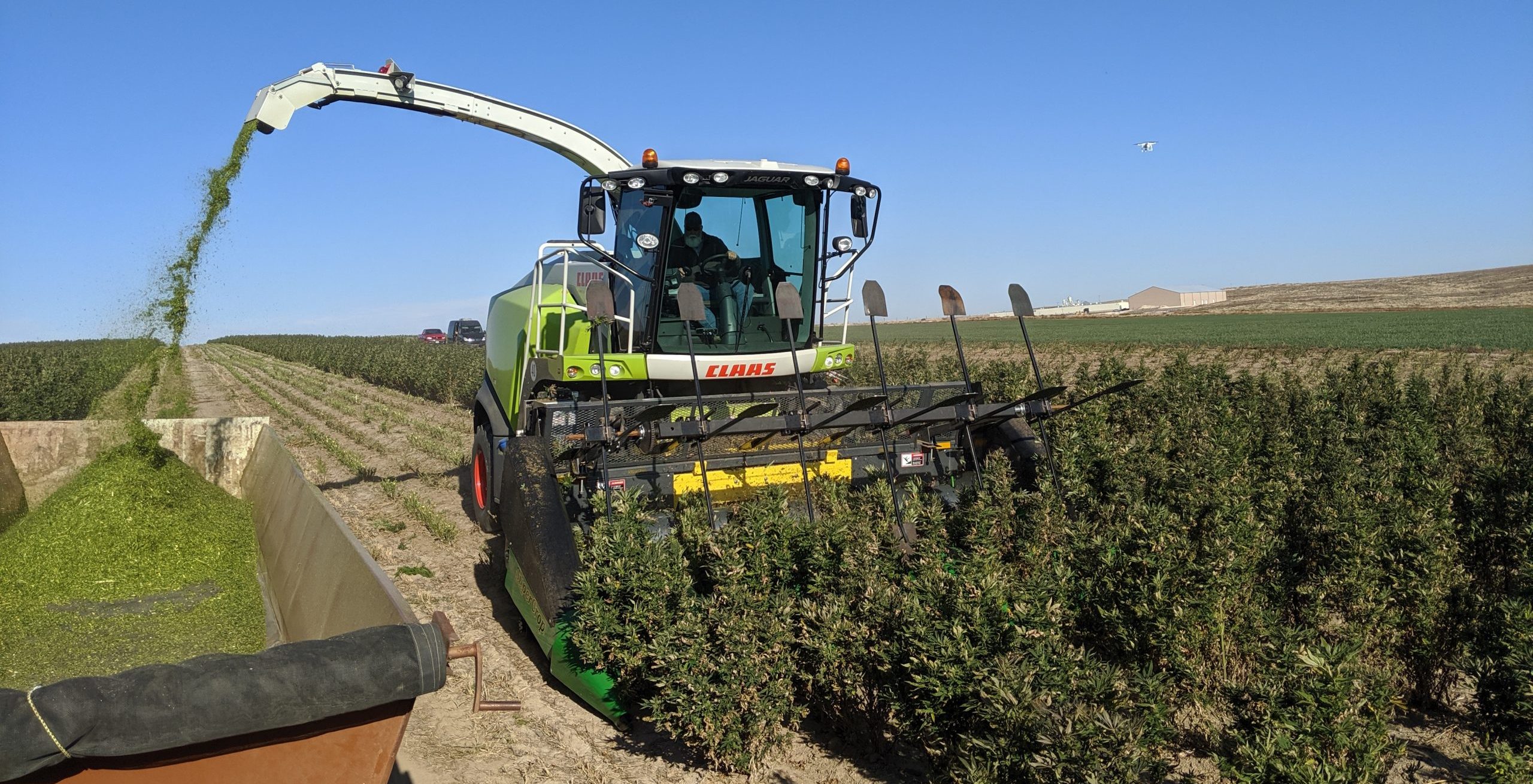 SuperCrop LP brush gathering system in action for CBD hemp