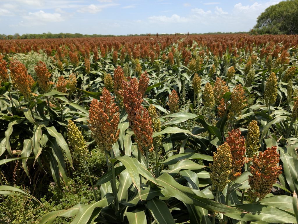 Sorghum