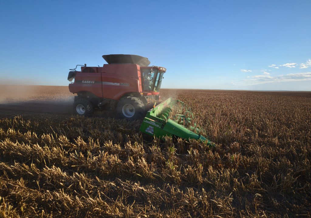 SuperCrop® header on Case IH combine harvesting sorghum in the field