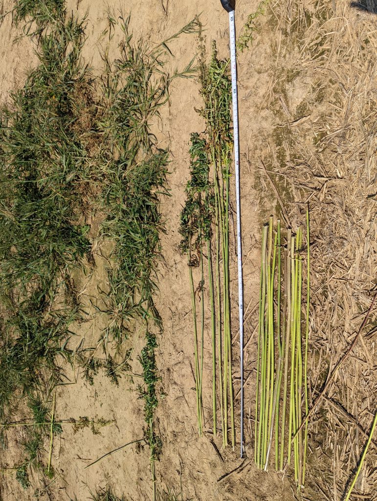 Photo showing multiple cut lengths produced by the Bish FiberCut on hemp stalks