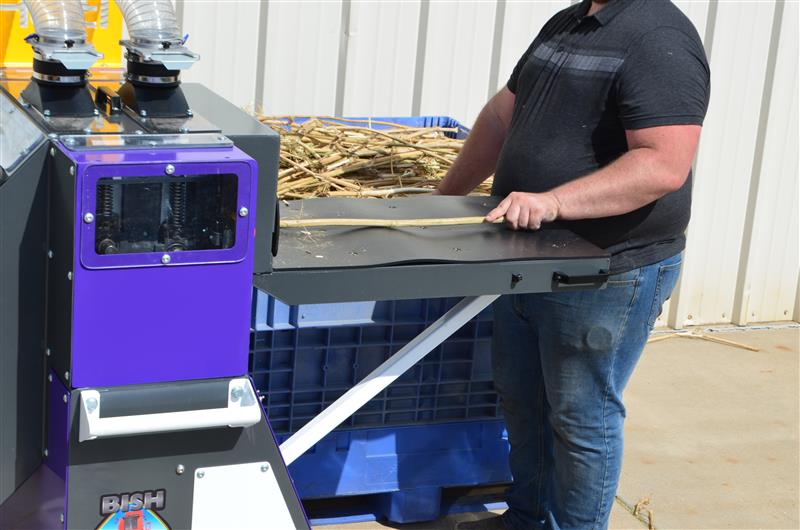 Hemp stalks being fed into the Bish Decorticator infeed table
